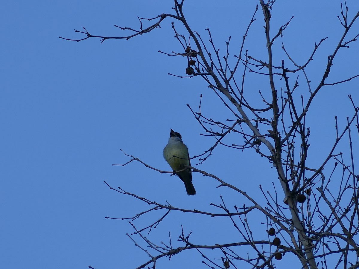 Thick-billed Kingbird - ML656963150