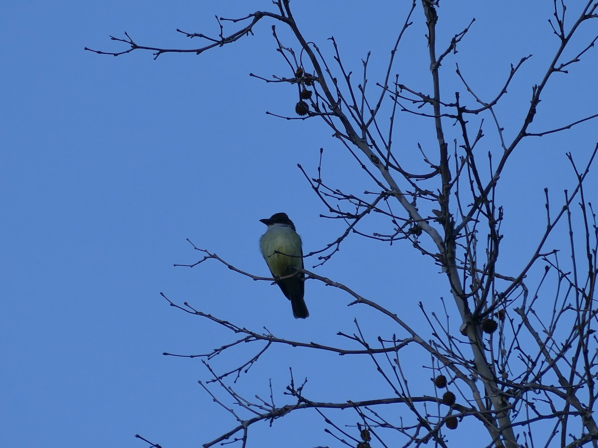 Thick-billed Kingbird - ML656963161