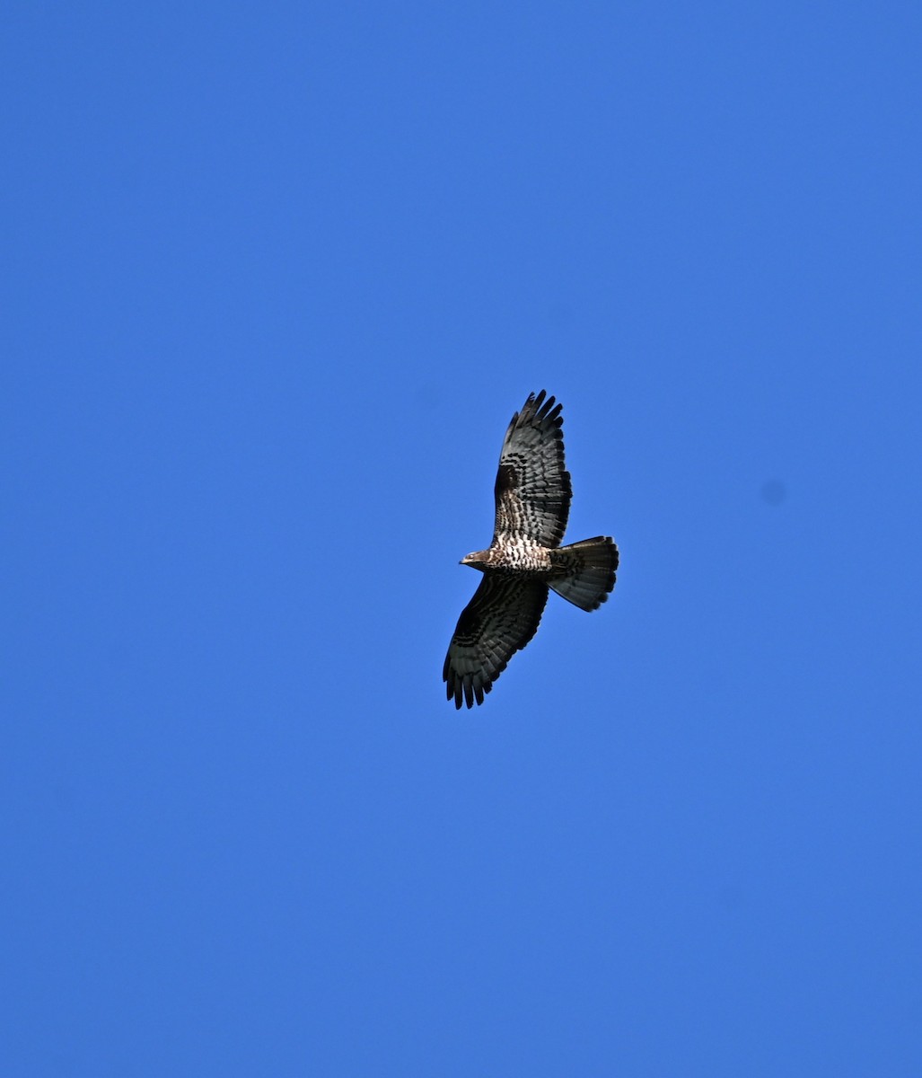 European Honey-buzzard - ML656963256