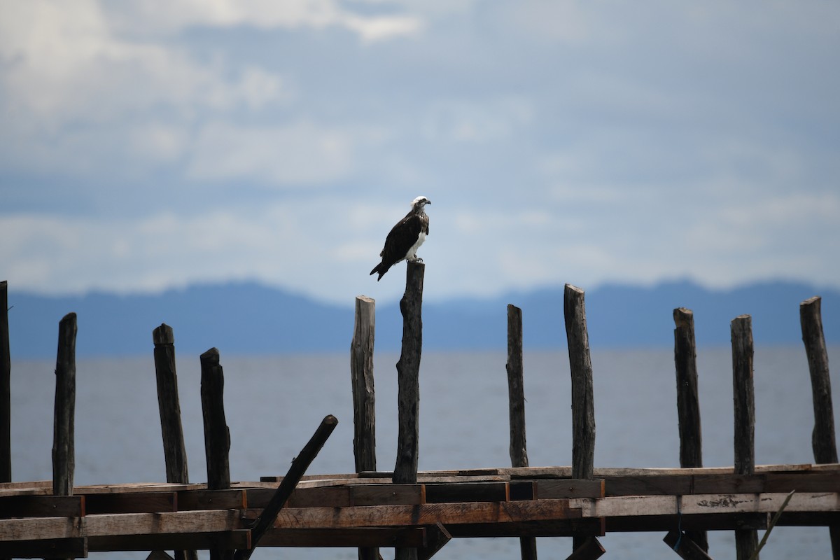 Osprey - ML656963281