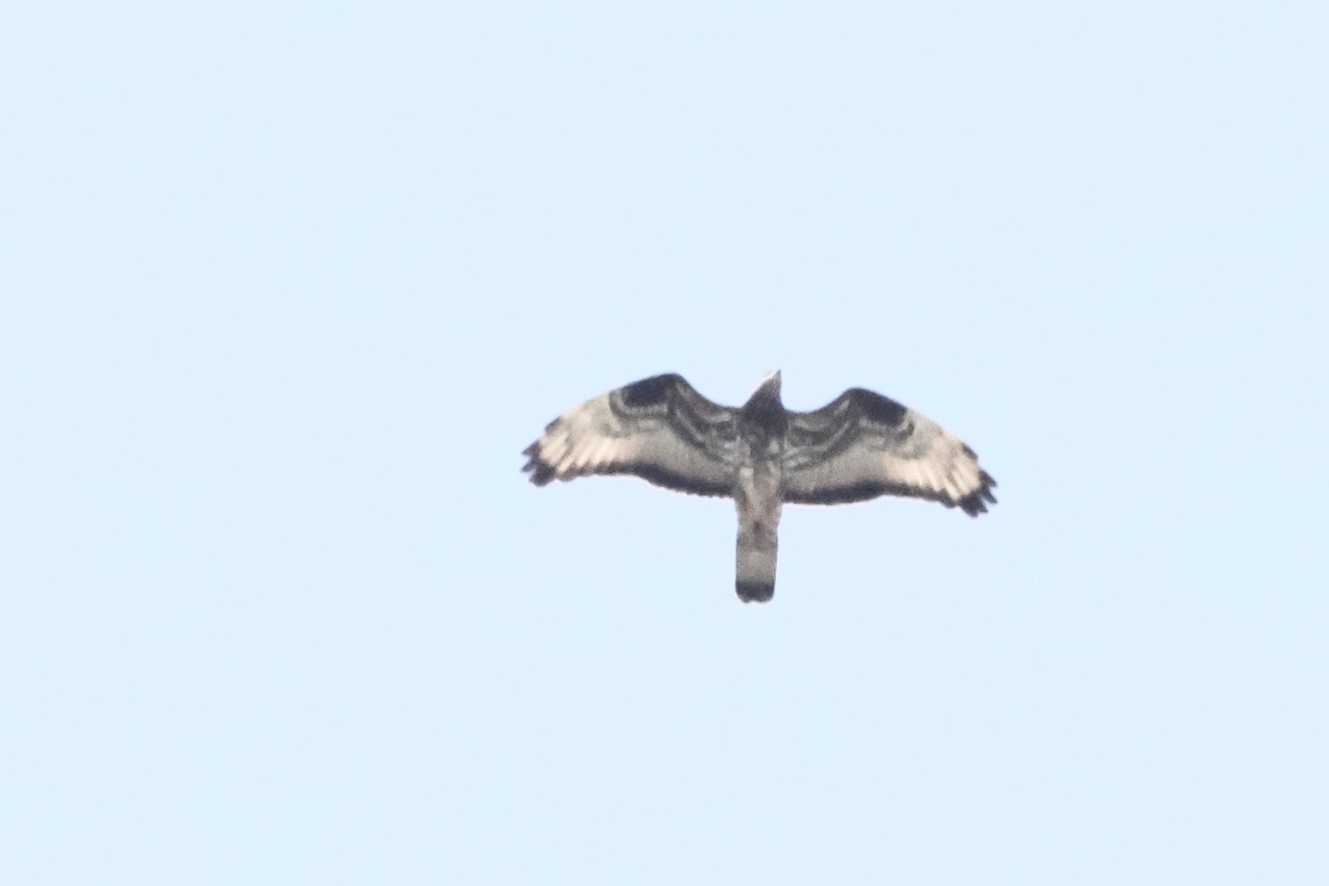 European Honey-buzzard - ML656963340