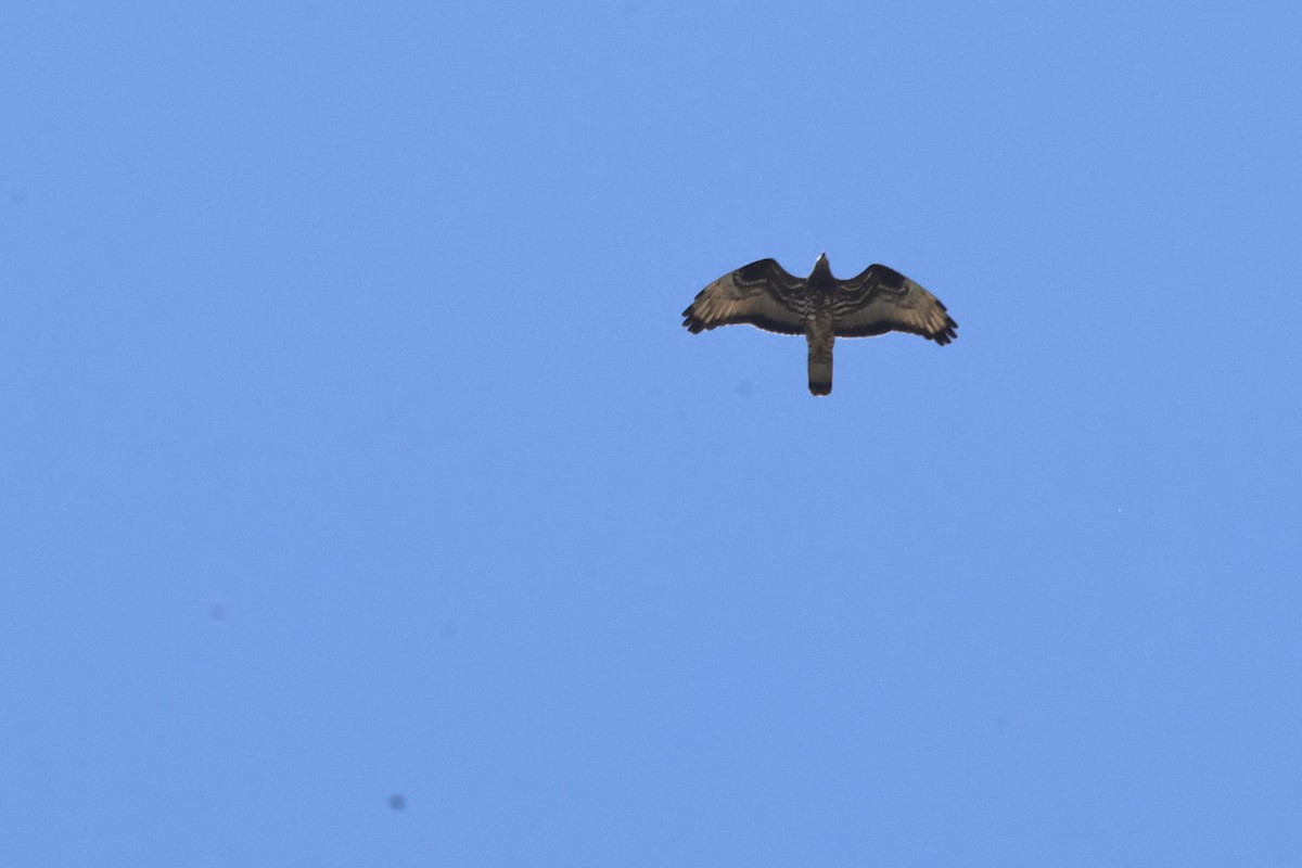 European Honey-buzzard - ML656963341
