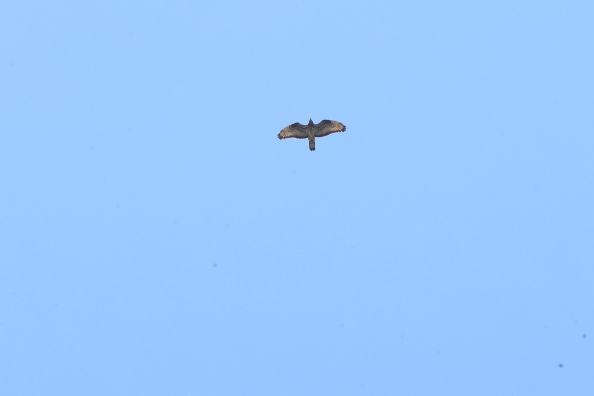 European Honey-buzzard - ML656963342