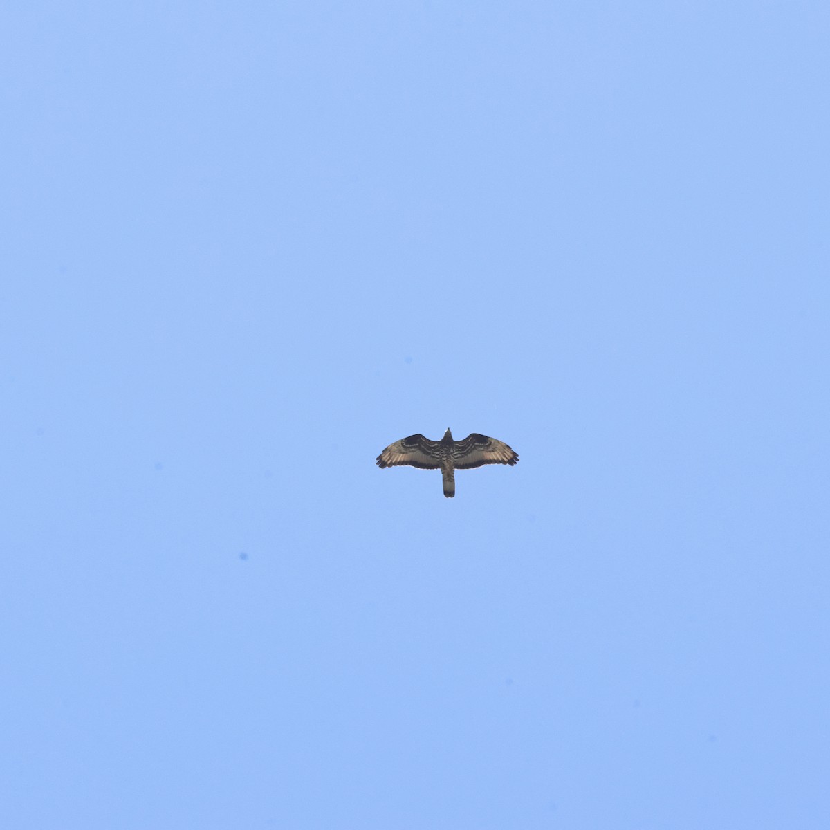 European Honey-buzzard - ML656963343