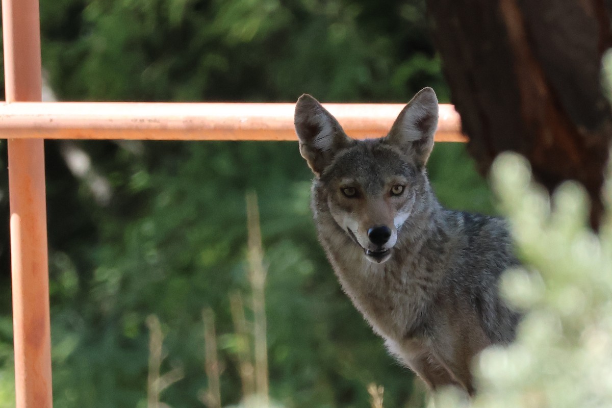 Coyote - ML656963532