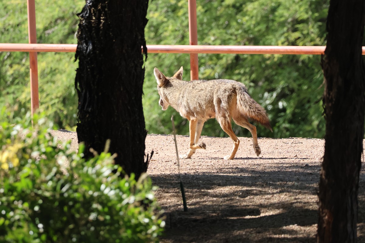 Coyote - ML656963540