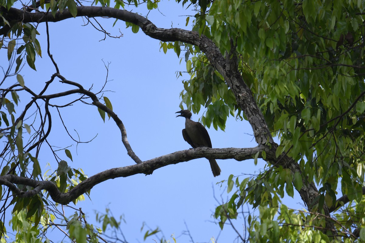Helmeted Friarbird - ML656963657
