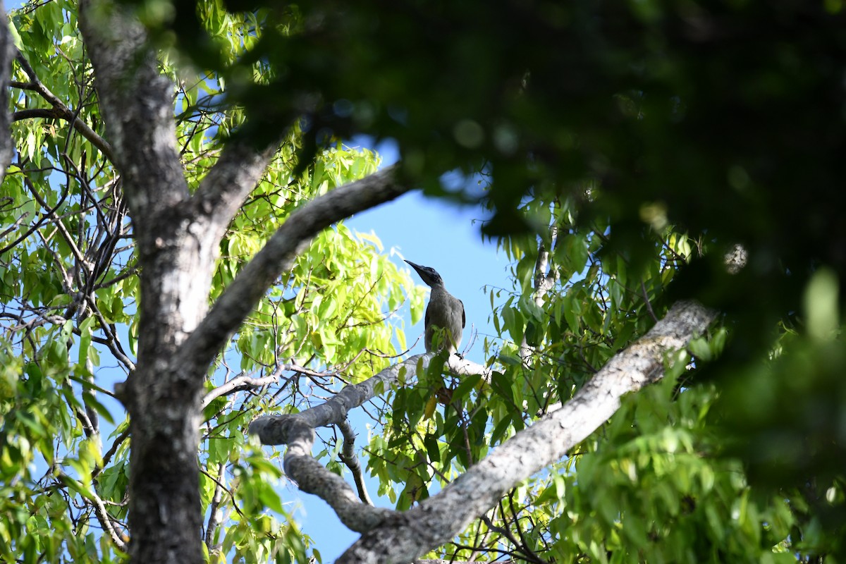 Helmeted Friarbird - ML656963658