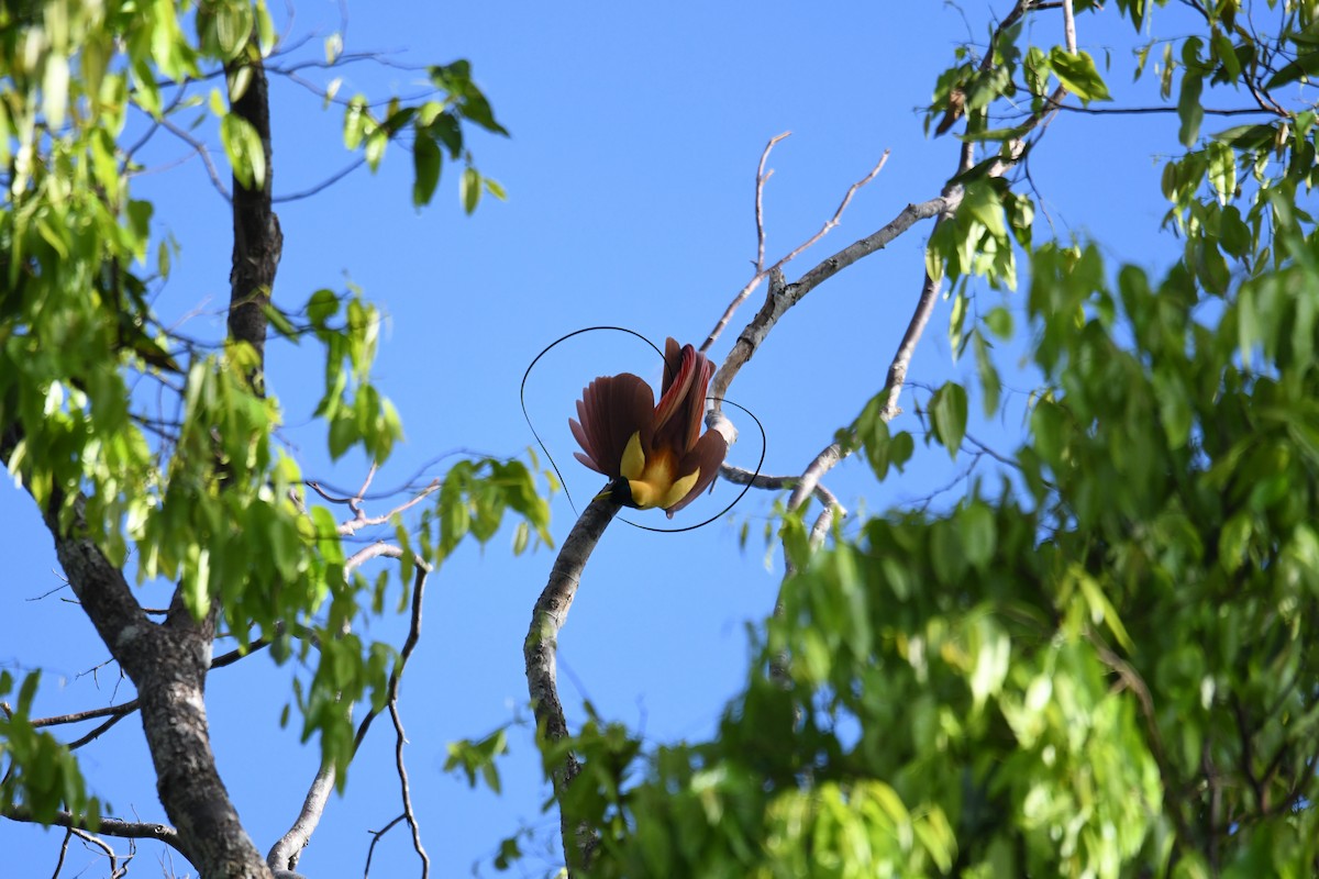 Red Bird-of-Paradise - ML656963741
