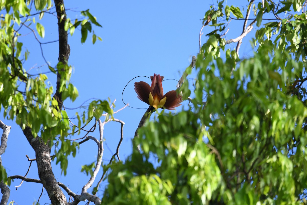Red Bird-of-Paradise - ML656963742