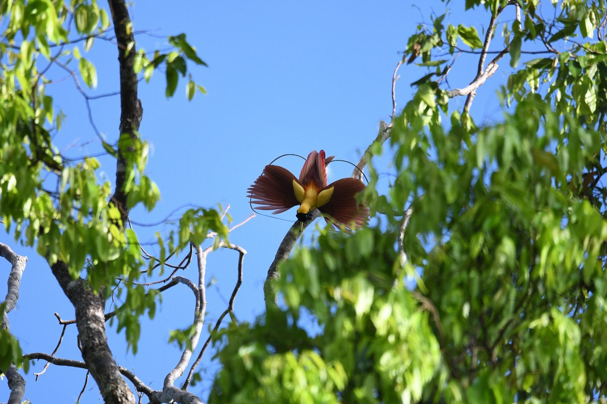 Red Bird-of-Paradise - ML656963743