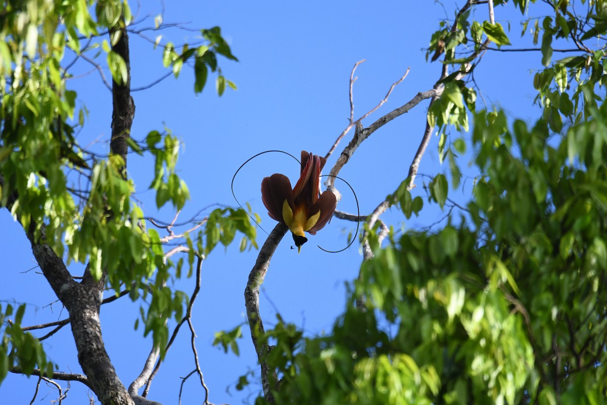 Red Bird-of-Paradise - ML656963744