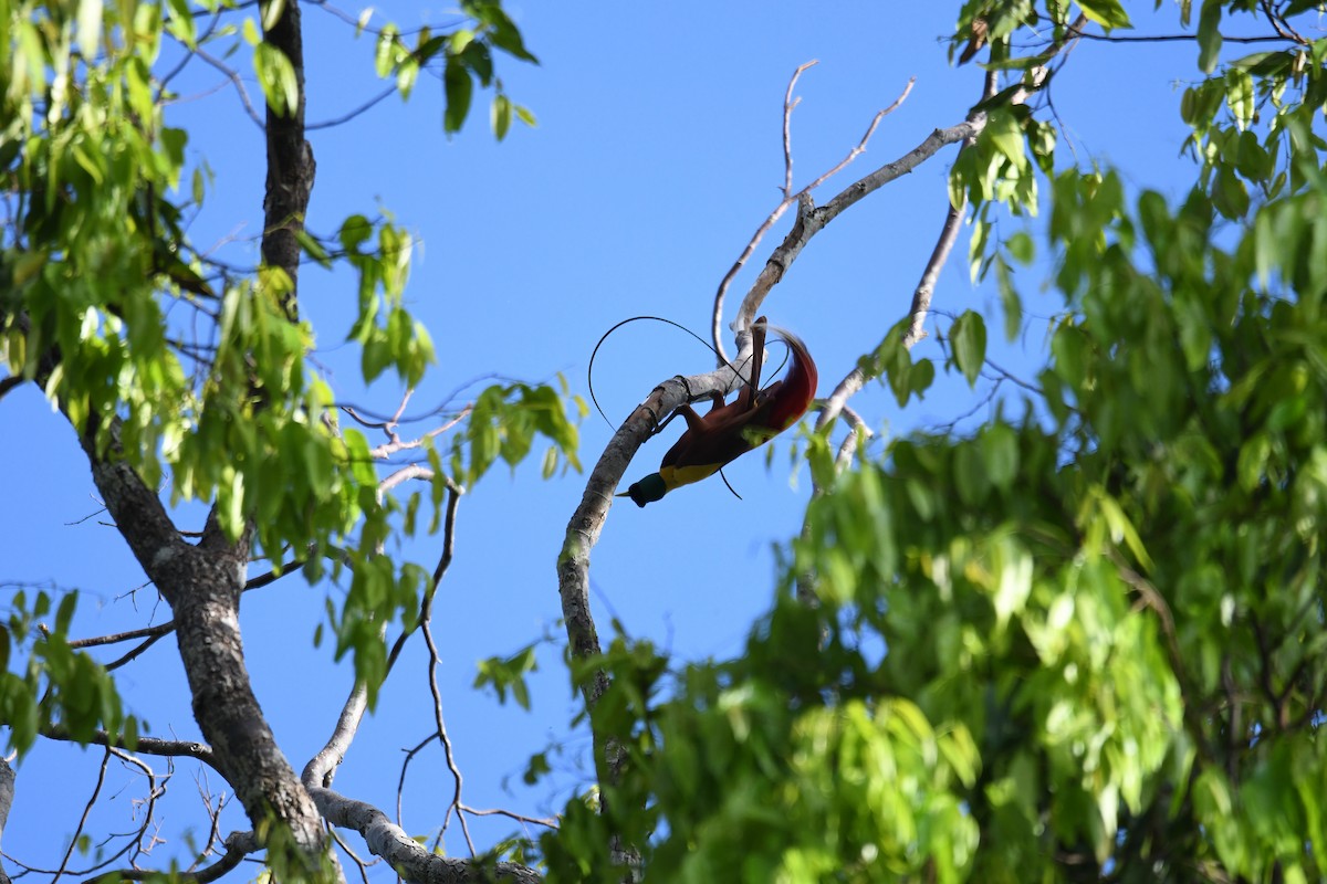 Red Bird-of-Paradise - ML656963745