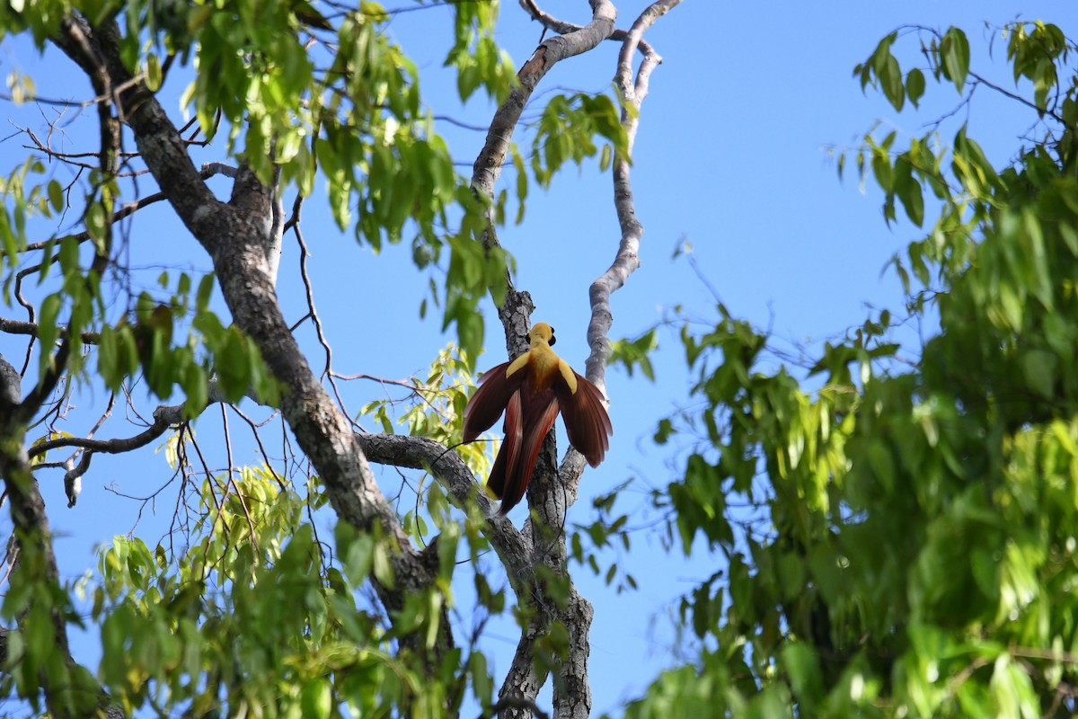Red Bird-of-Paradise - ML656963746