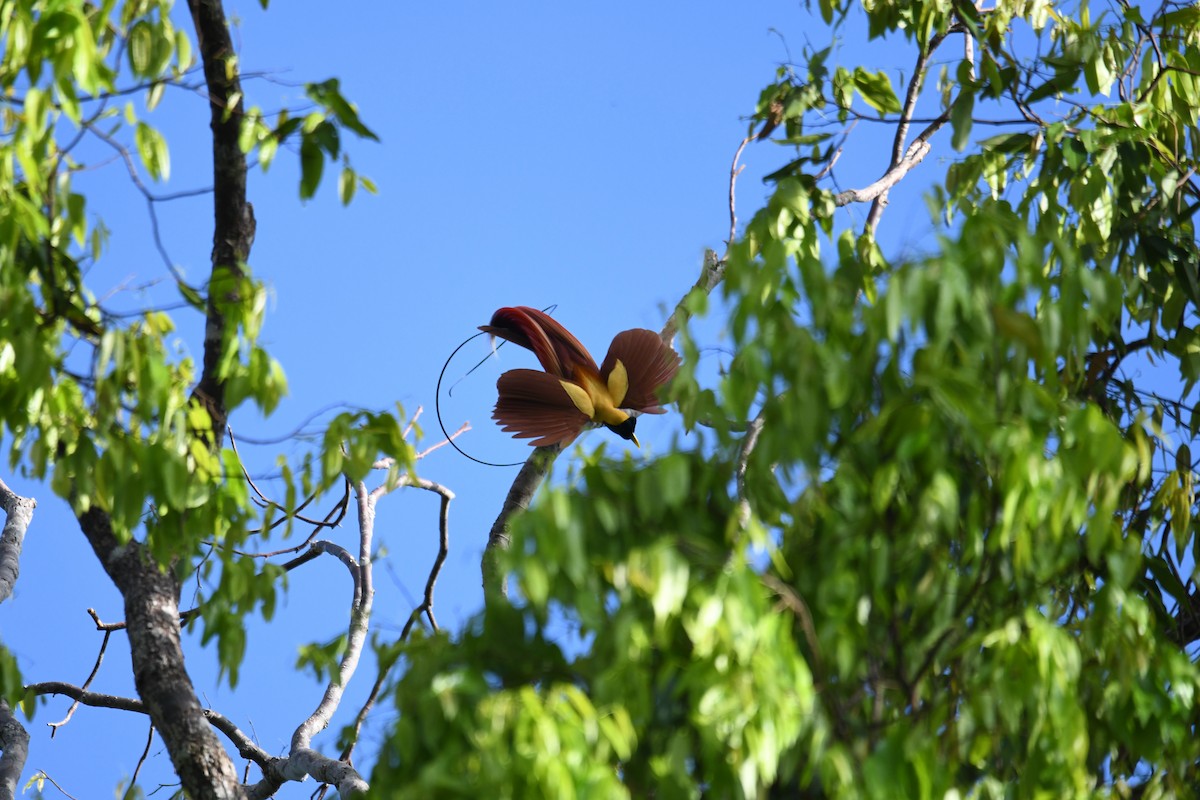 Red Bird-of-Paradise - ML656963747
