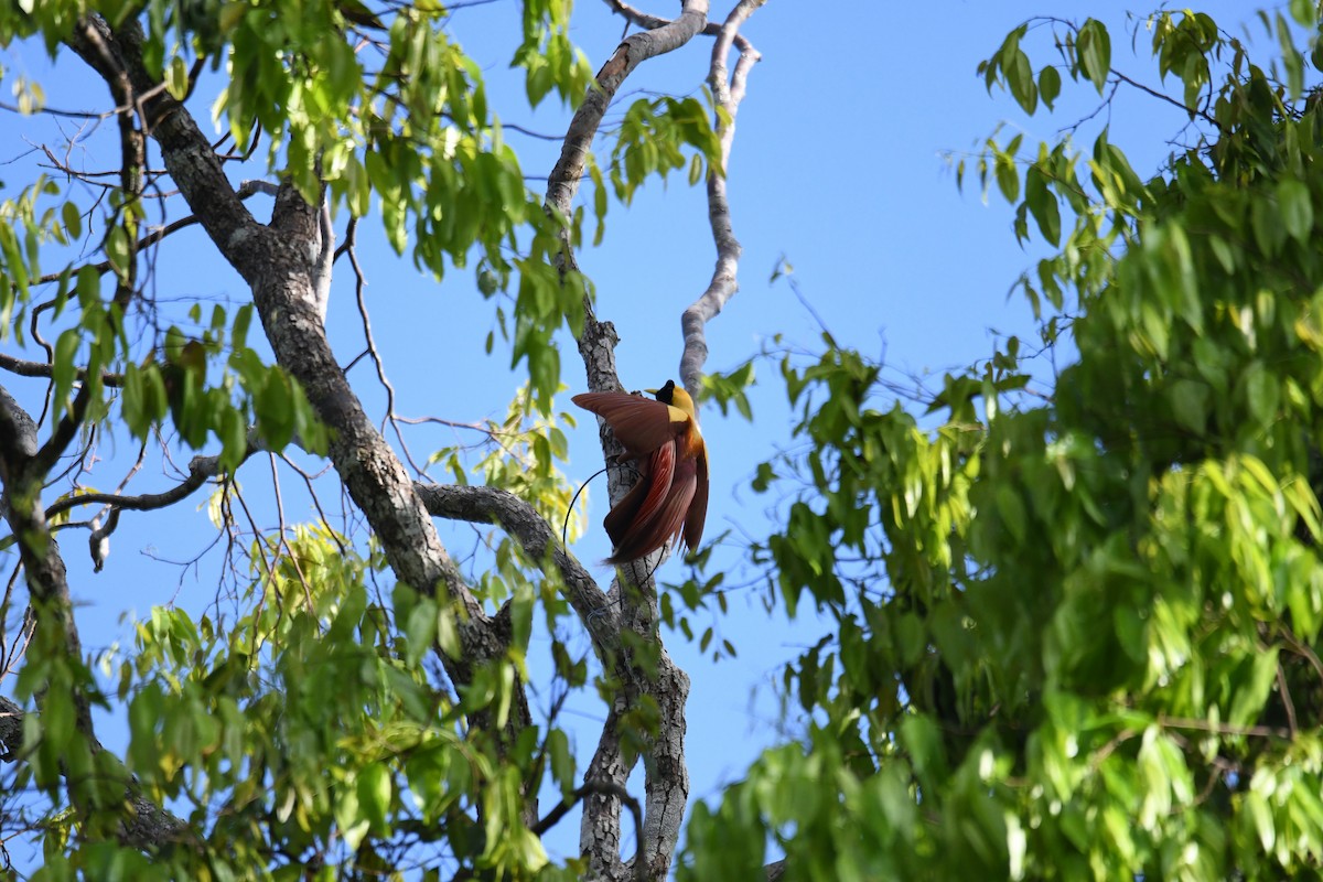 Red Bird-of-Paradise - ML656963750