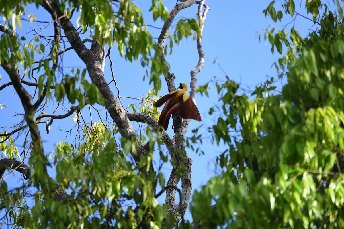 Red Bird-of-Paradise - ML656963752