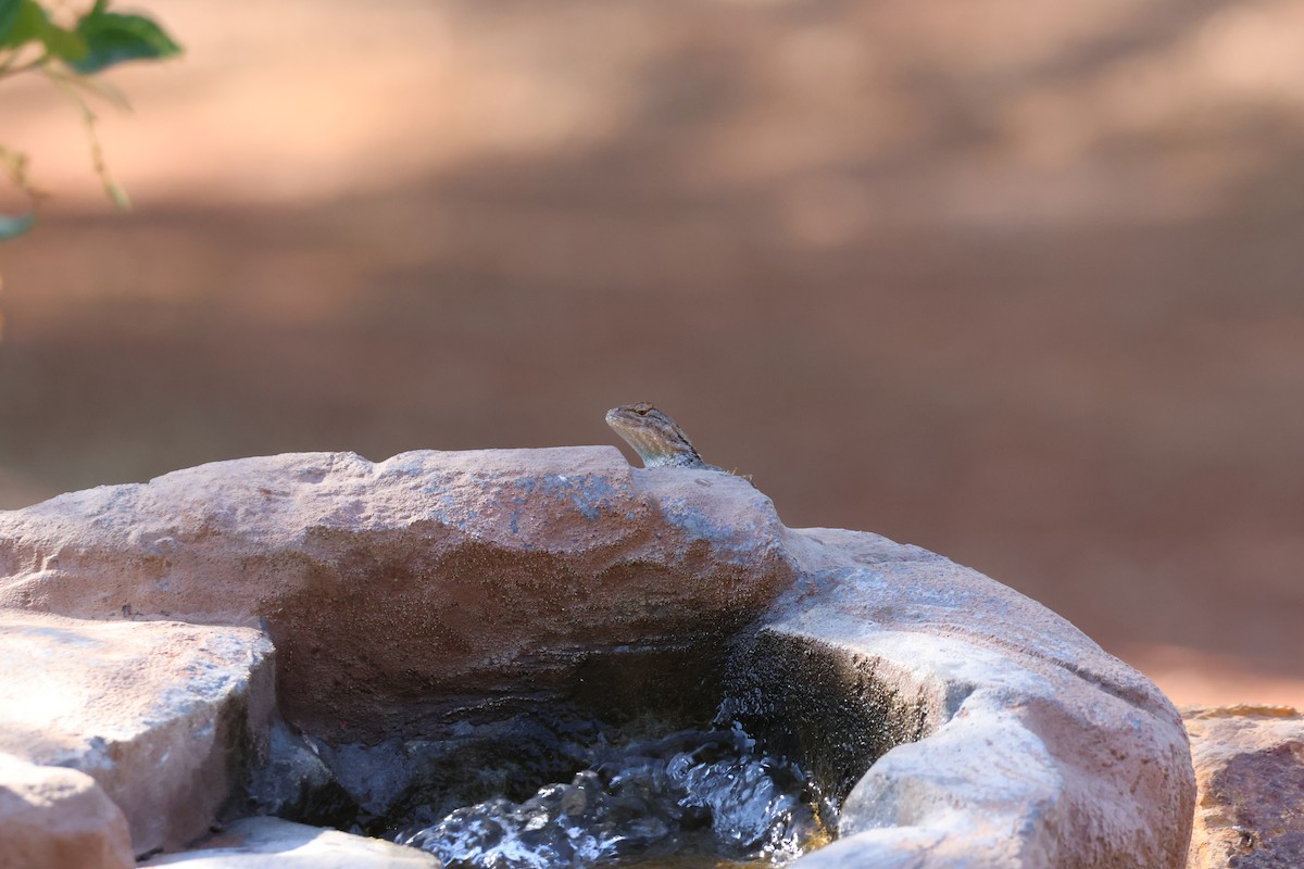 Southwestern Fence Lizard - ML656963825