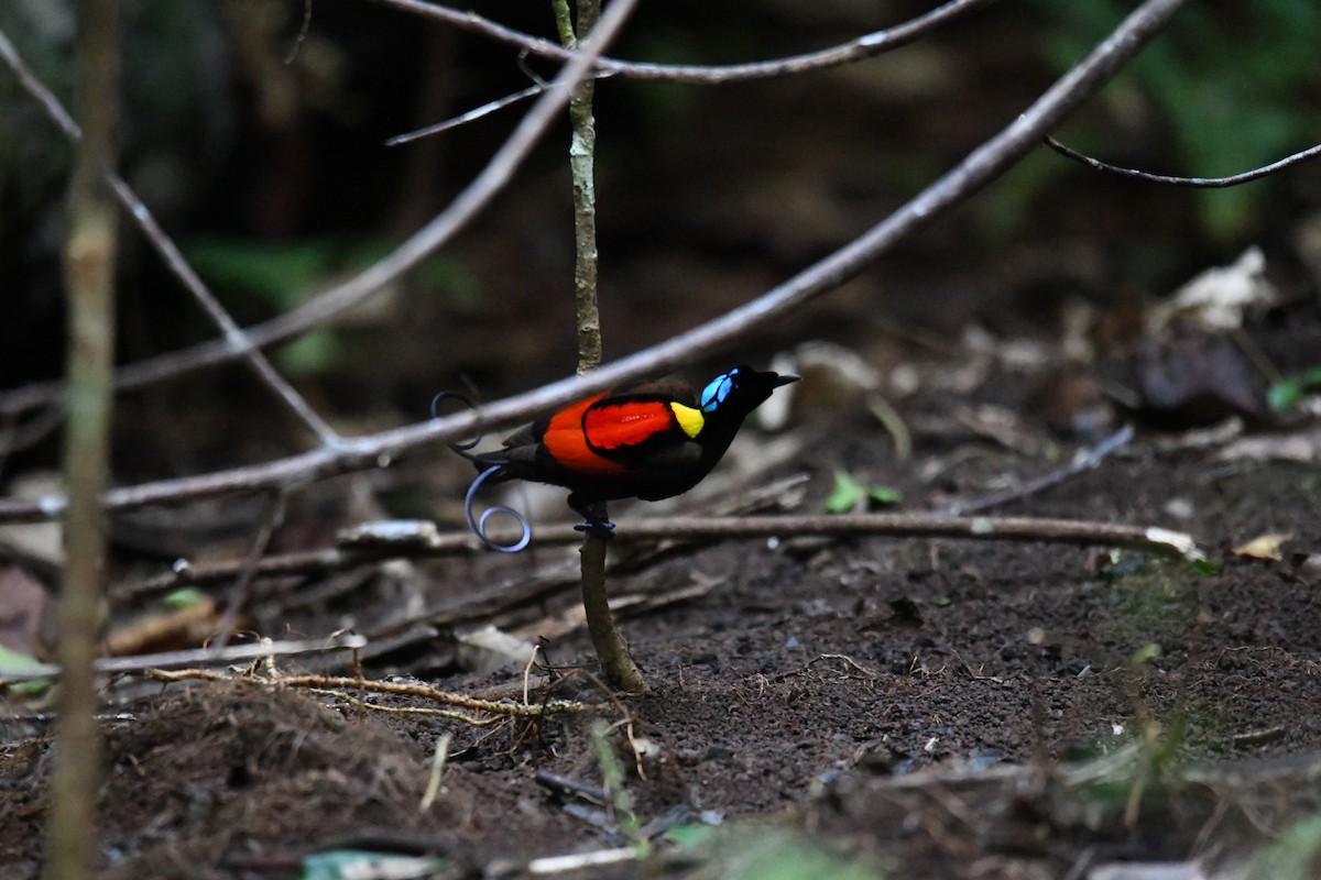 Wilson's Bird-of-Paradise - ML656963884