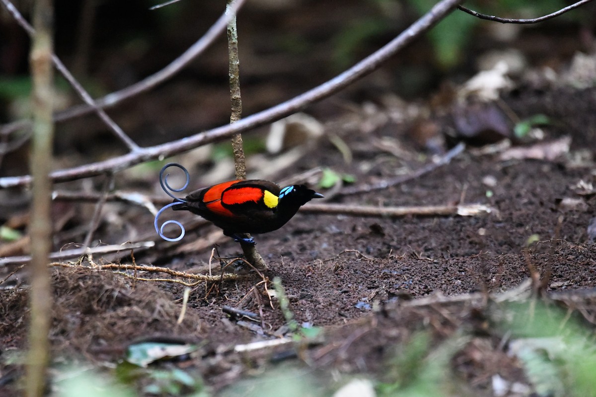 Wilson's Bird-of-Paradise - ML656963885