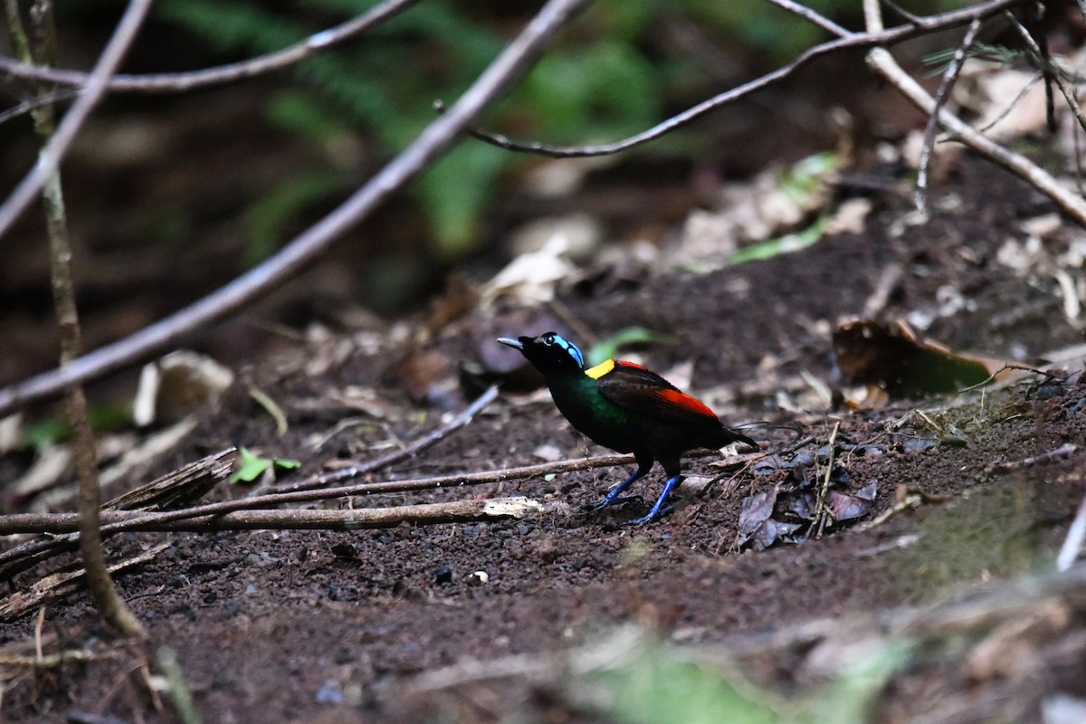 Wilson's Bird-of-Paradise - ML656963887