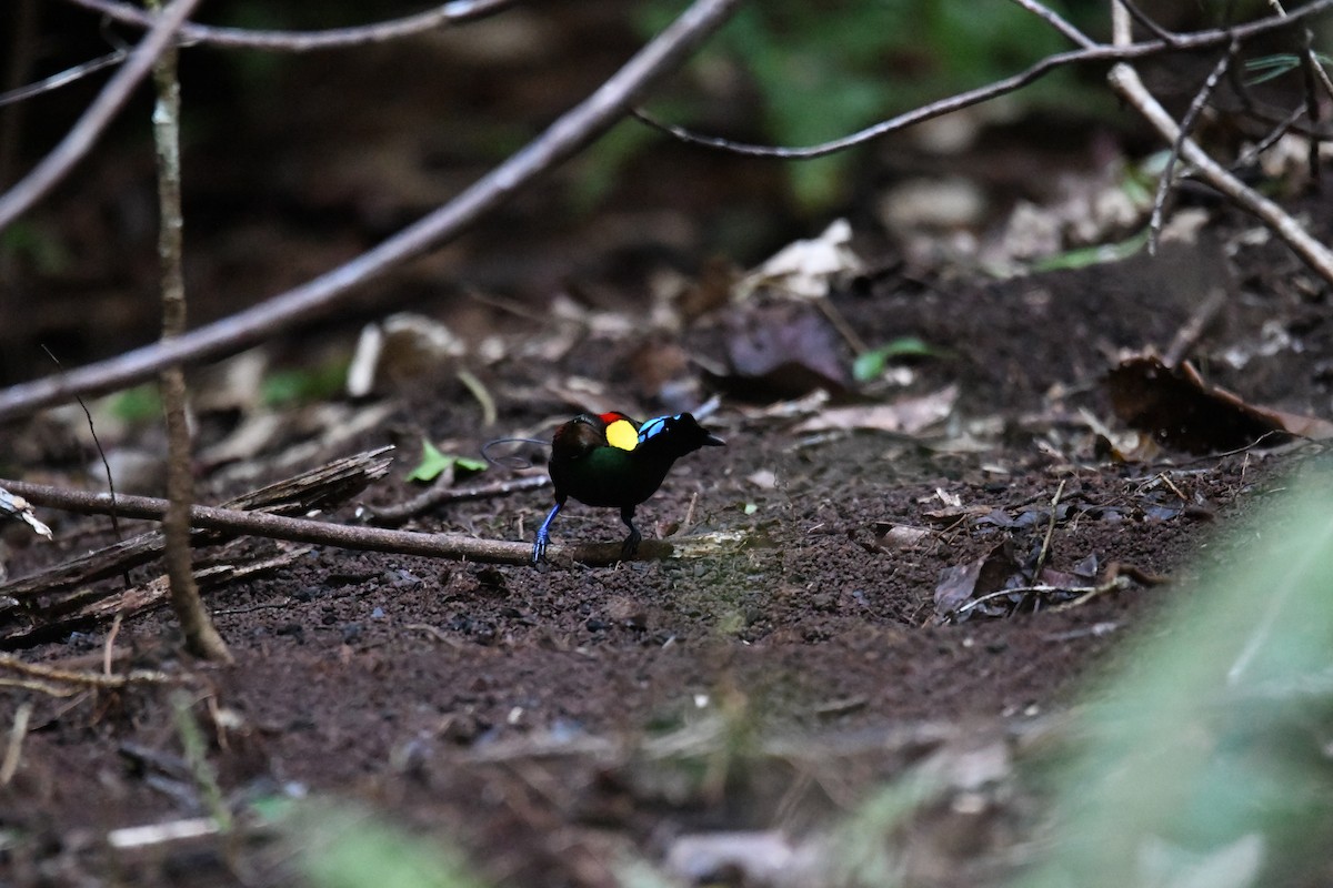 Wilson's Bird-of-Paradise - ML656963889