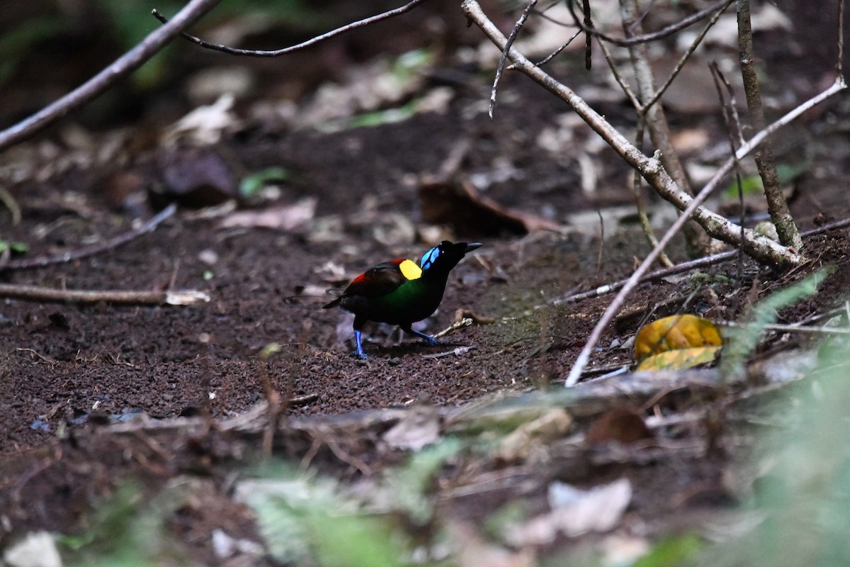 Wilson's Bird-of-Paradise - ML656963890