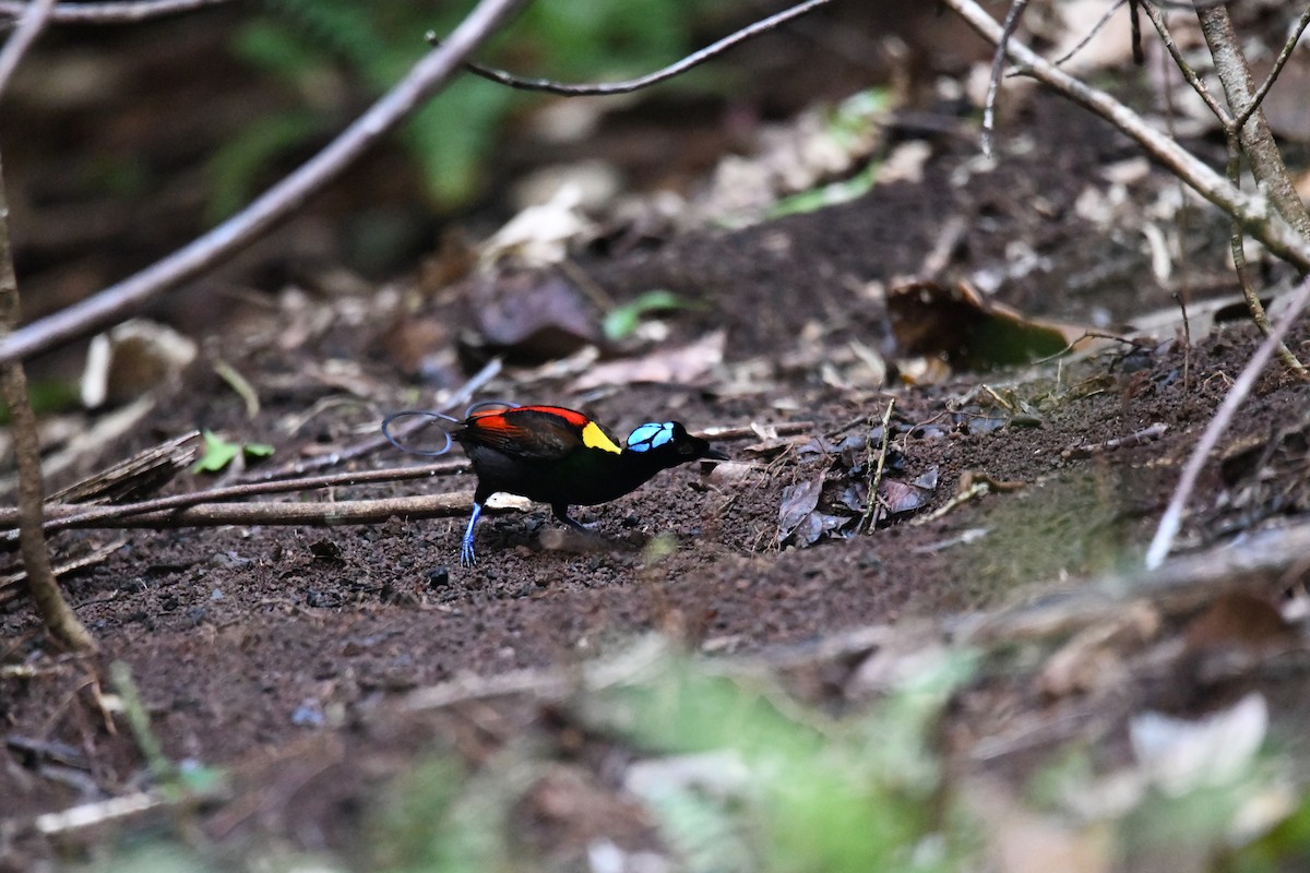 Wilson's Bird-of-Paradise - ML656963891