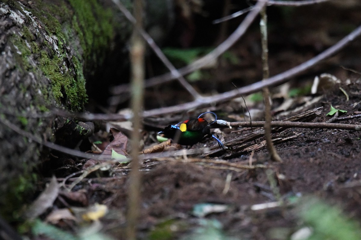 Wilson's Bird-of-Paradise - ML656963893