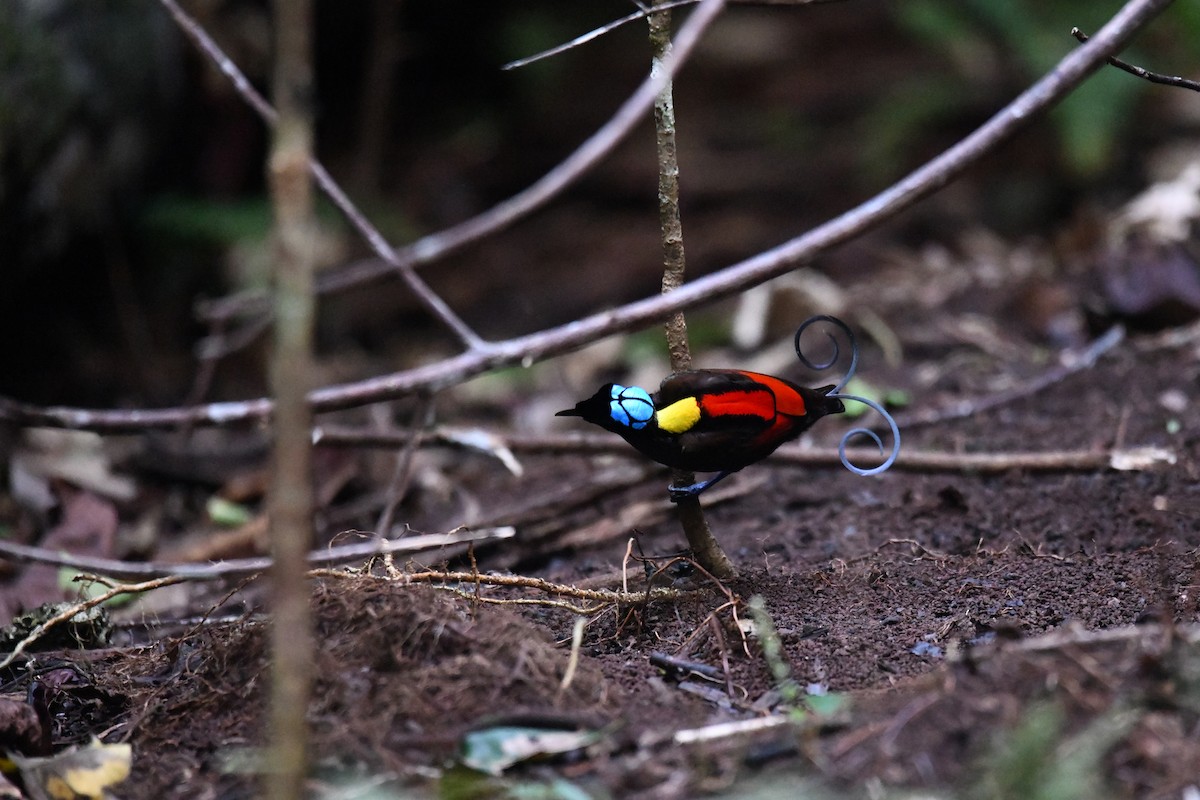 Wilson's Bird-of-Paradise - ML656963895
