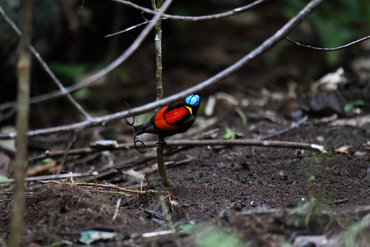 Wilson's Bird-of-Paradise - ML656963896