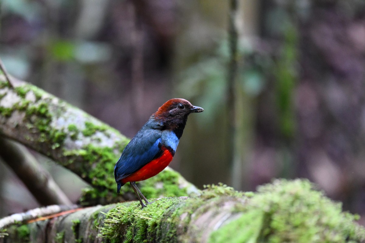 Papuan Pitta - ML656964183