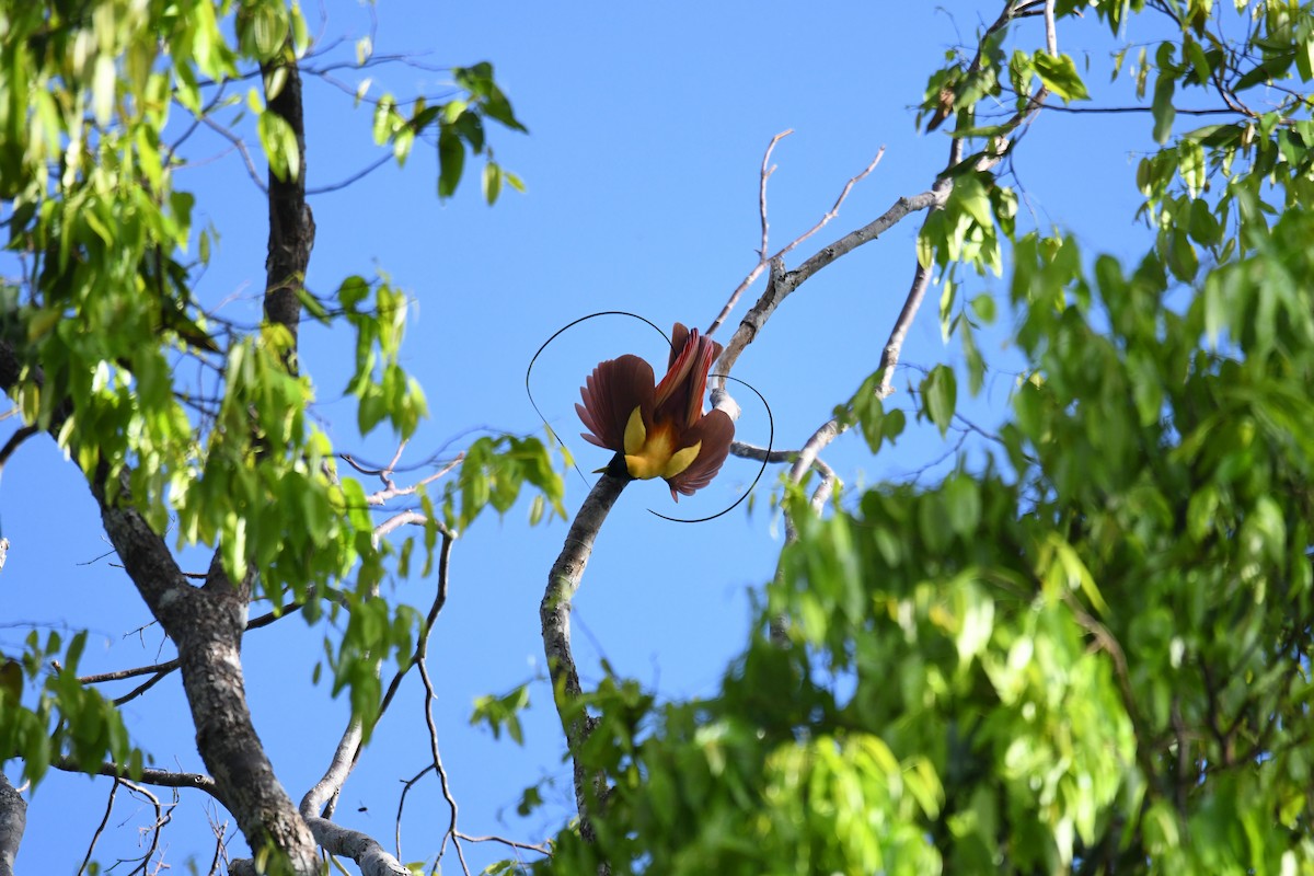 Red Bird-of-Paradise - ML656964230
