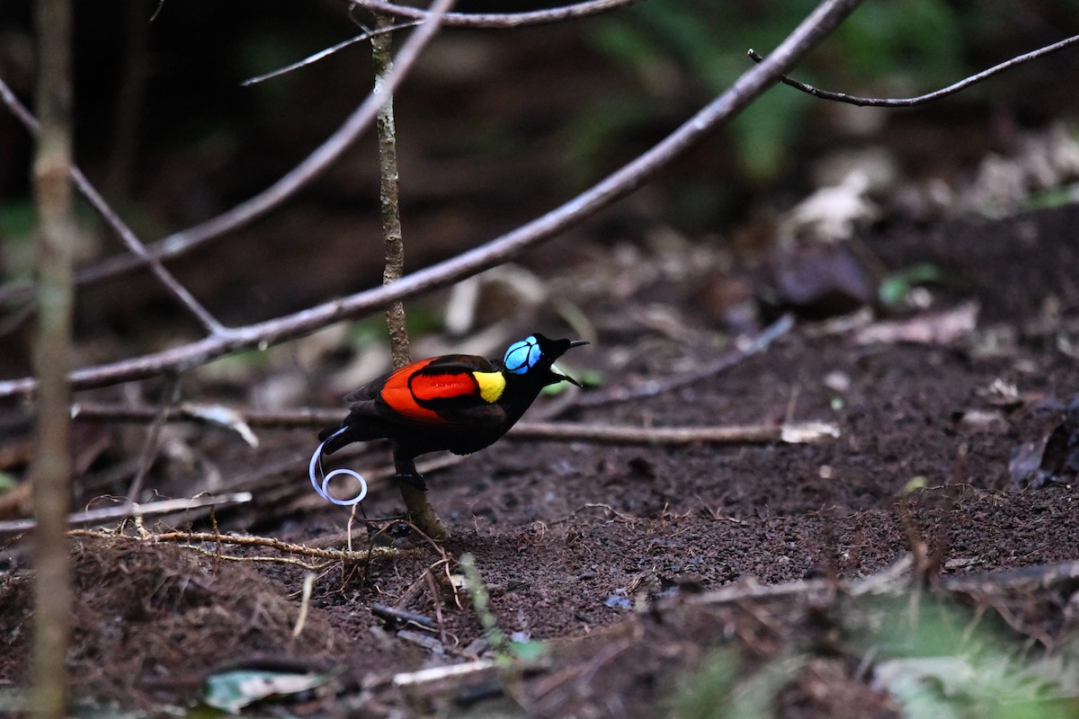 Wilson's Bird-of-Paradise - ML656964273