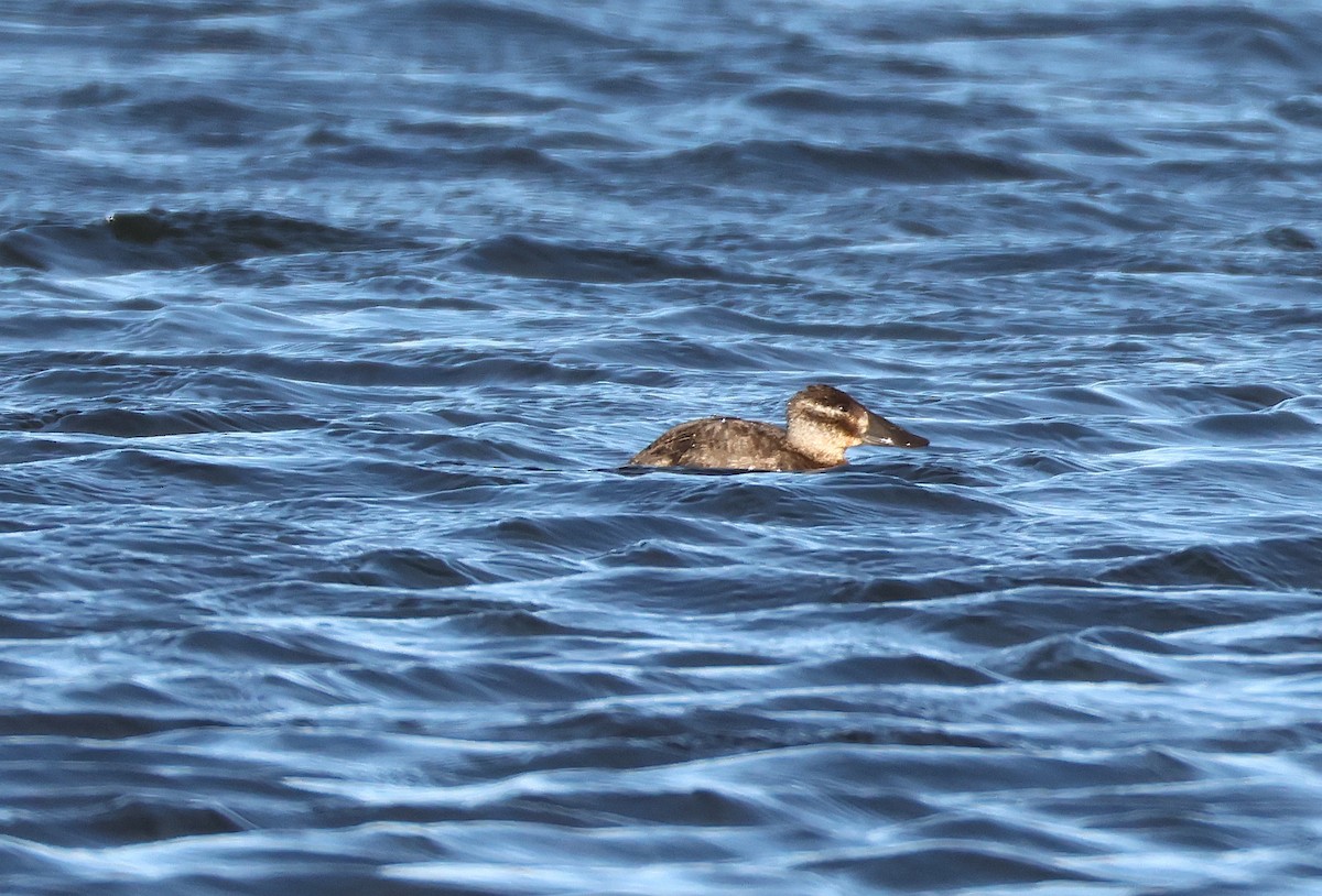 Maccoa Duck - ML656964882