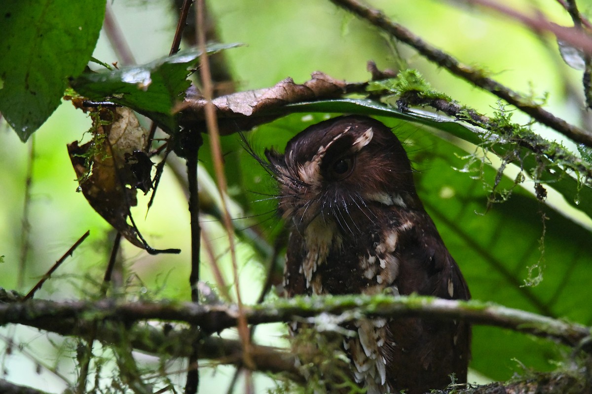 Feline Owlet-nightjar - ML656965815