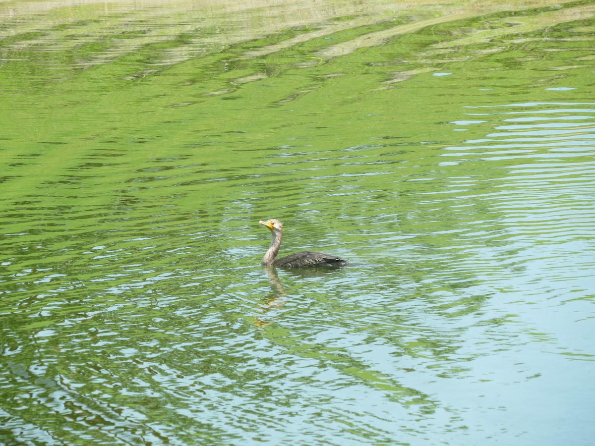 Double-crested Cormorant - ML656965885