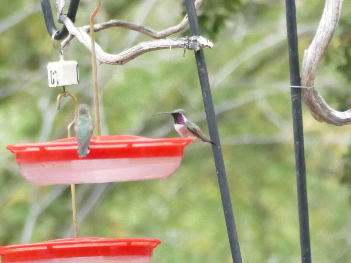Lucifer Hummingbird - ML656965910