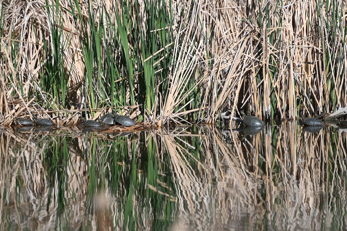 Western Painted Turtle - ML656965911
