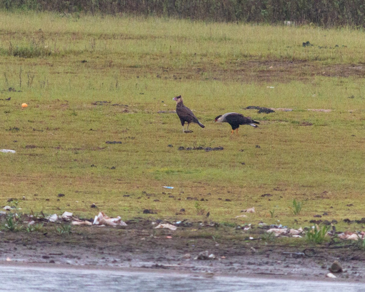 Crested Caracara - ML656965920