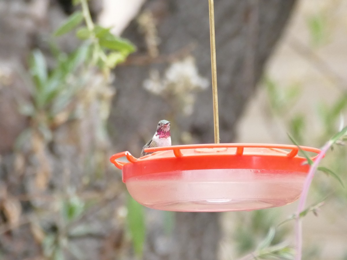 Broad-tailed Hummingbird - ML656965923