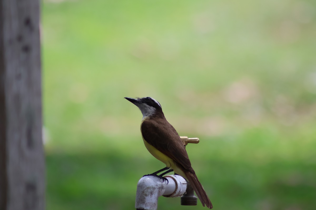 Great Kiskadee - ML656965924