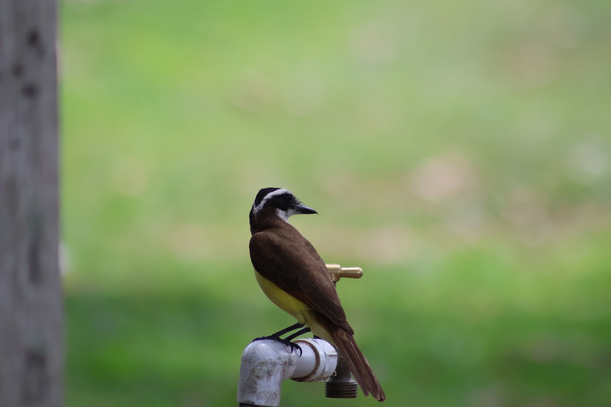 Great Kiskadee - ML656965925