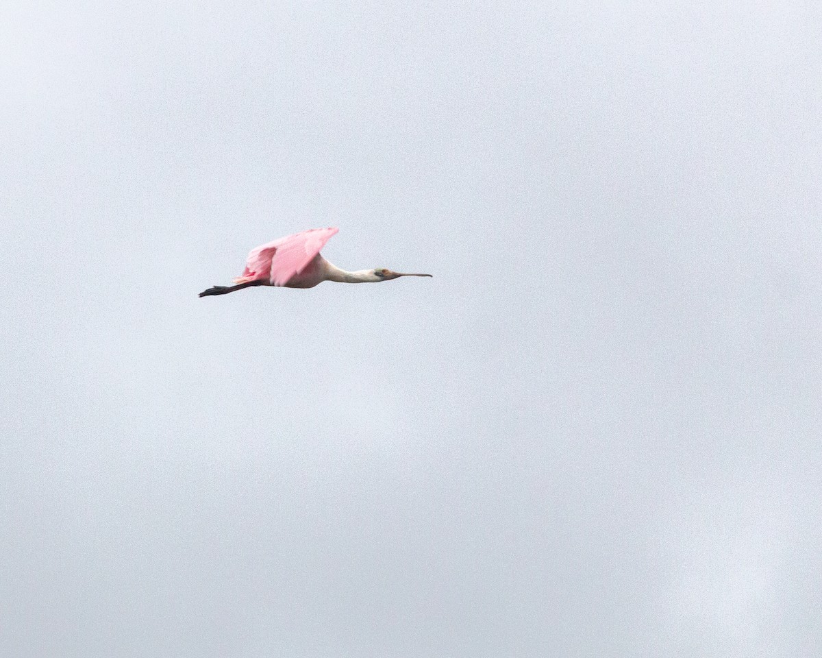 Roseate Spoonbill - ML656965927