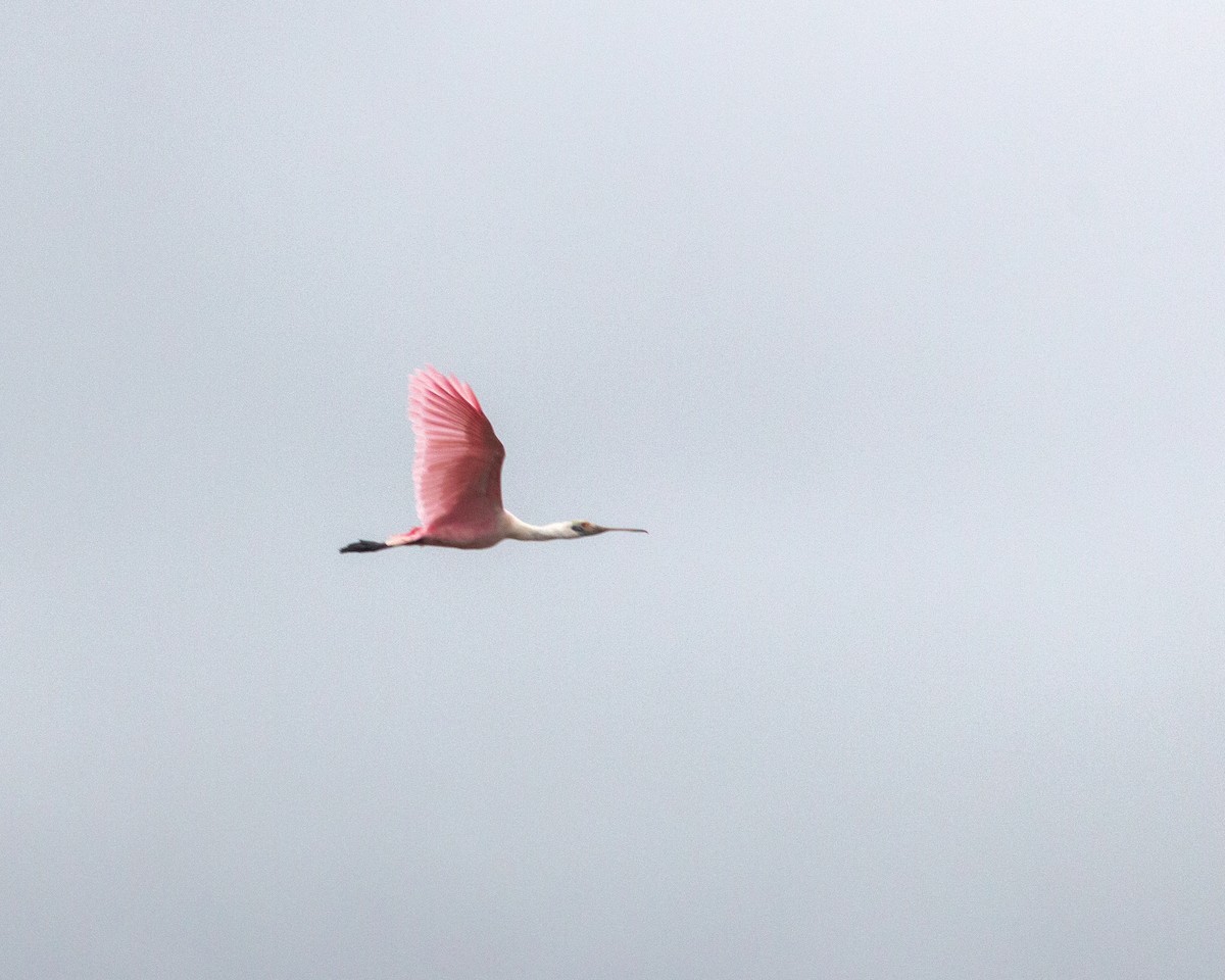 Roseate Spoonbill - ML656965928