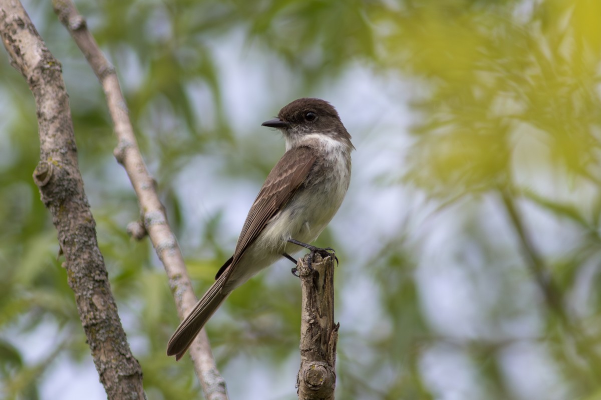 Eastern Phoebe - ML656965930