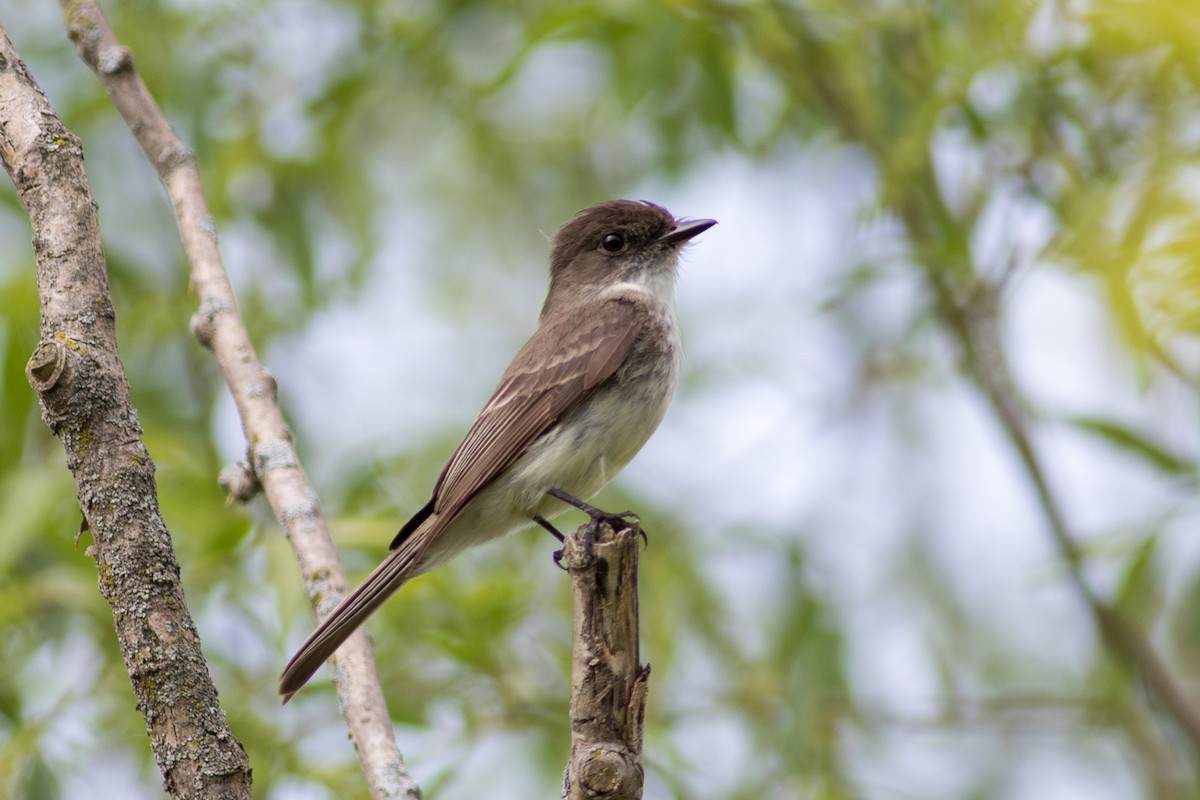 Eastern Phoebe - ML656965931