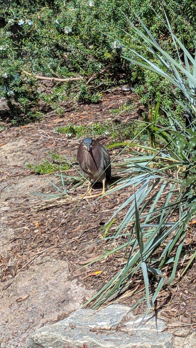 Green Heron - ML656965933