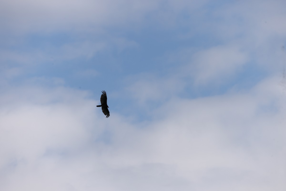 Turkey Vulture - ML656965945