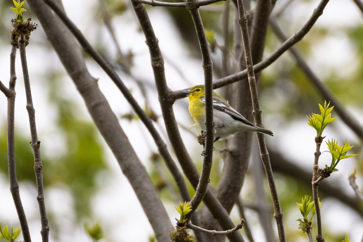 Yellow-throated Vireo - ML656965946